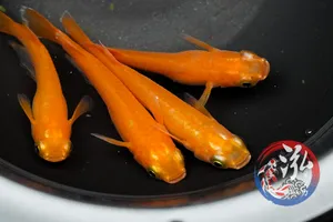 양귀비 메다카 5마리