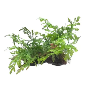활착 유목 볼비티스 대 18 ~ 22 cm
