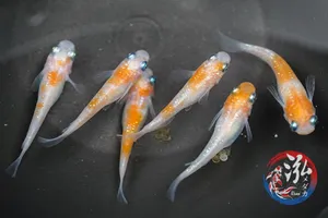 홍린홍백 메다카