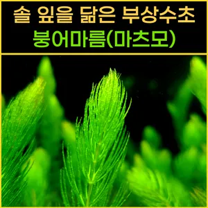 붕어마름 20줄기 수초