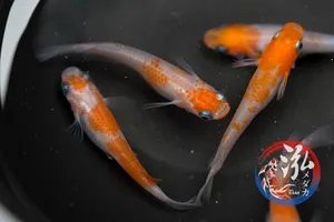 홍백팬더 메다카