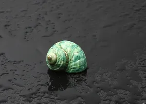 청소라 (4cm전후)