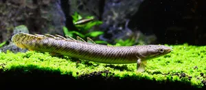 폴립테루스 팔마스 폴리 Wild (20~23cm 전후)