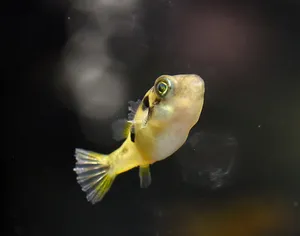 인디언 복어 (1cm 전후) 2마리
