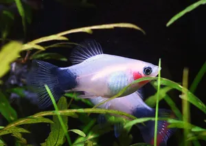 화이트 미키마우스 플래티 2마리 (2~3cm 전후)
