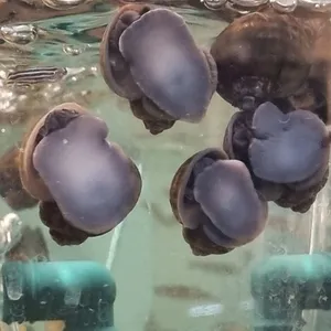 왕우렁이 1마리
