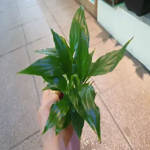 스파트필름 [2촉] 수상엽 반수생식물 질산염제거