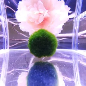 모스볼 ( 3 ~ 4 cm )