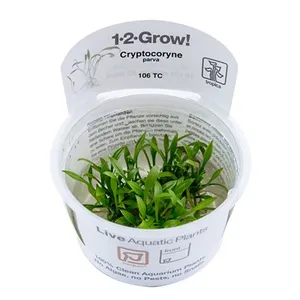 (보통) 크립토코리네 팔바 - 1-2-GROW 트로피카 조직 배양 수초컵컵