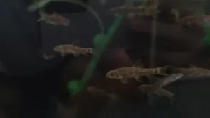 가라루파 (닥터피쉬)
