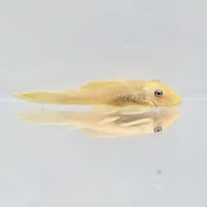 안시 144 숏핀