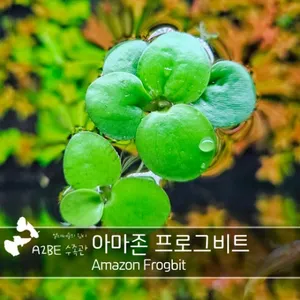  잘 늘어나는 초보자용 부상수초 /아마존 프로그비트/ 8촉