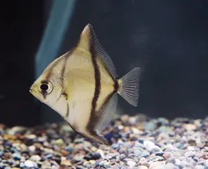 모노쇼베 (5cm 전후)