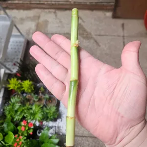 개운죽 20cm 1뿌리