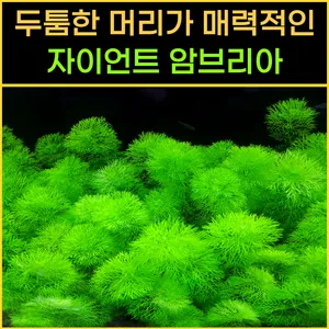 자이언트 암브리아 3줄기 수초
