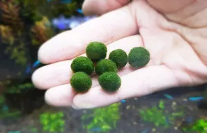 정품 마리모 (0.5cm 전후)