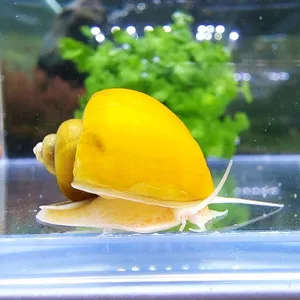 애플스네일 ( 2 cm 전후 )
