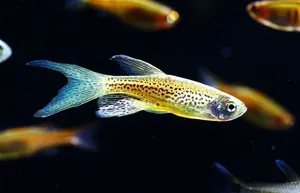 롱핀 레오파드 다니오 2마리 (3cm 전후)