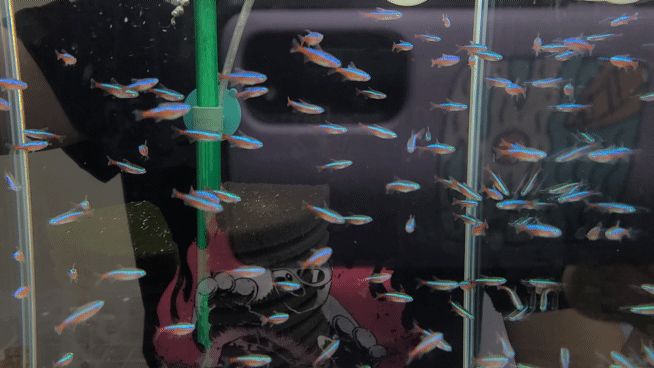 81566c70-b200-43d2-aa92-d50003354ae0..gif