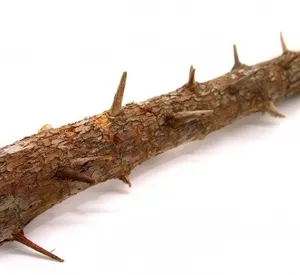 가시 유목 [대] 43cm 수초어항 테라리움 레이아웃 파충류 은신처