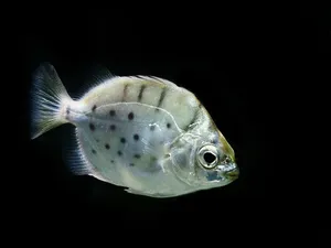 실버 스캣 (5~6cm 전후)