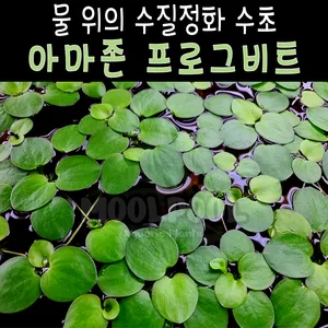 아마존 프로그비트 8뿌리 부상수초 수질정화