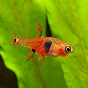 Wild 보라라스 네부스 10마리 세트