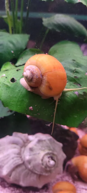 애플스네일 (1.5cm 전후)