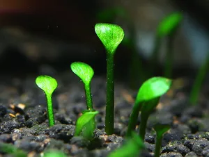 유로피언 크로버 (10촉)