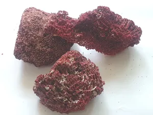 홍산호 1개 소 10~18cm