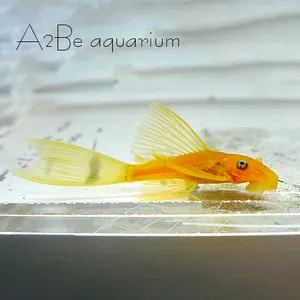 안시 롱핀 / 4-5cm 내외 / 1마리