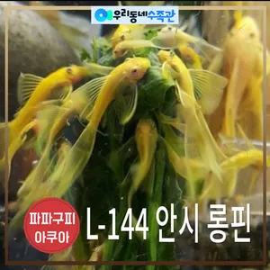 L-144 안시롱핀 유어 5마리
