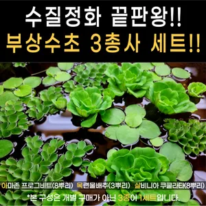 부상수초 3종 19뿌리 목련물배추 아마존프로그비트 살비니아쿠쿨라타 수질정화은신처