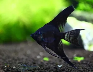 블랙엔젤 (6cm 전후)