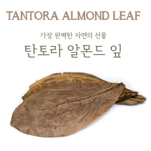 탄토라 알몬드 잎 M