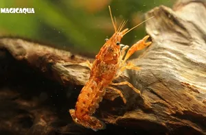 미니오렌지 가재 (2cm 전후)