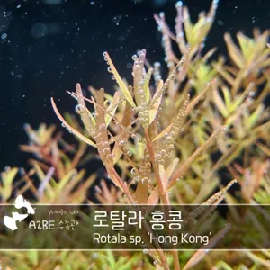  이쁜 수초 / 로탈라 홍콩 / 10촉