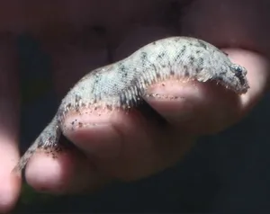 Wild 파푸아 담수 가자미 4~7cm 전후