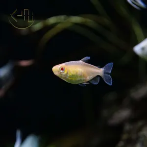 알비노 콩고 테트라