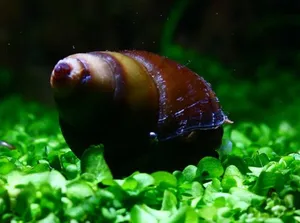 강우렁이 2마리 (1~2cm 전후)