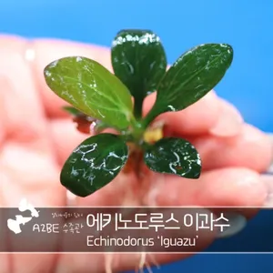 튼튼하고 억센 / 에키노도루스 이과수 / 1뿌리