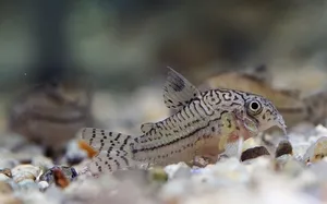 코리도라스 쥴리(3cm)
