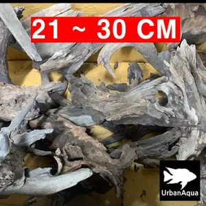 맹그로브 유목 21~30cm