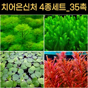 은신처 수초 4종 35줄기 - 암브리아 + 붕어마름 + 로탈라블러드 + 아마존 프로그비트