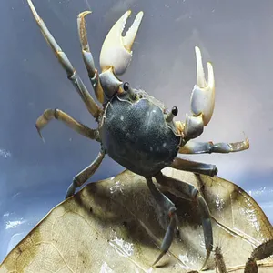 방게[1마리]  3~6cm