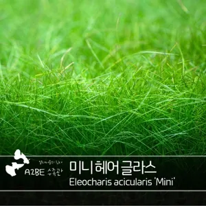 수조에 잔디밭 / 미니 헤어 글라스 / 20뿌리