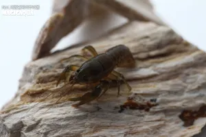 토종 참가재 (3cm 전후)