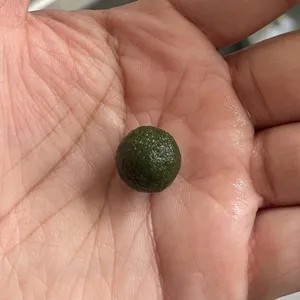 아쿠아모모 수초 미니 모스볼 1cm