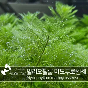 밀리오필룸 마토그로센세 / 10촉