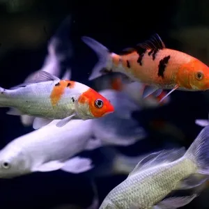 비단잉어(20cm내외) 3마리